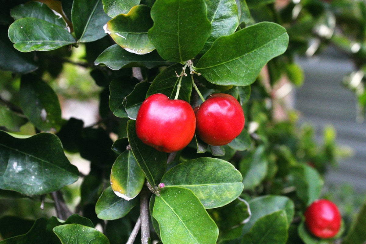 Acerola – kas tai ir kokia nauda organizmui?