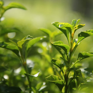 Matcha arbatos lapeliai auginami Japonijoje