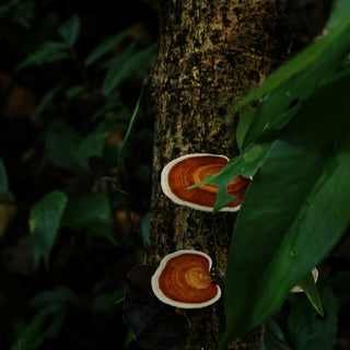 Reishi grybai