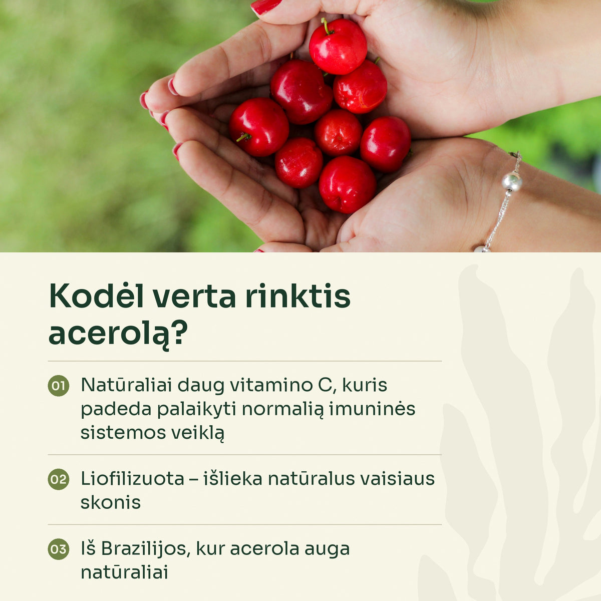Delnuose acerolos vaisiai – kodėl verta rinktis acerolą