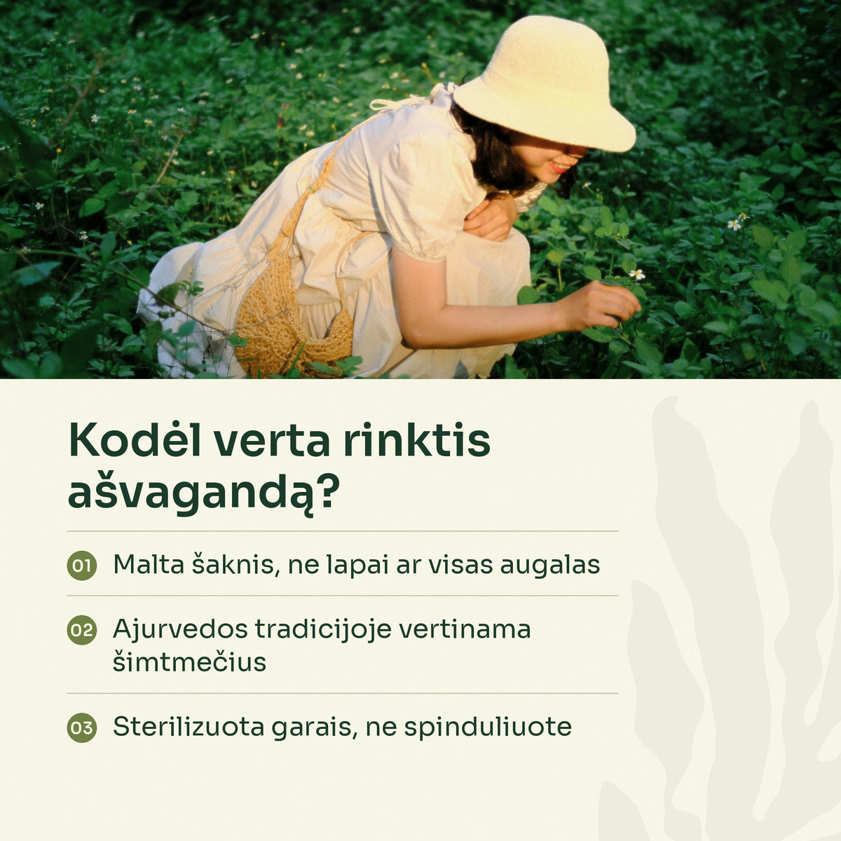 Moteris pievoje renka žoleles – kodėl verta rinktis ašvagandą