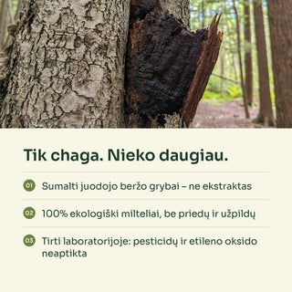 Chaga (juodojo beržo grybo) milteliai, ekologiški – 100 g