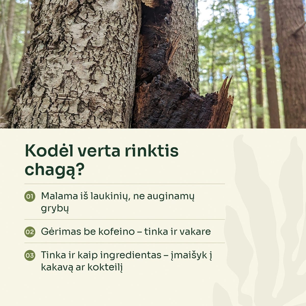 Chaga ant beržo – kodėl verta rinktis laukinę chagą
