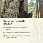 Chaga ant beržo – kodėl verta rinktis laukinę chagą