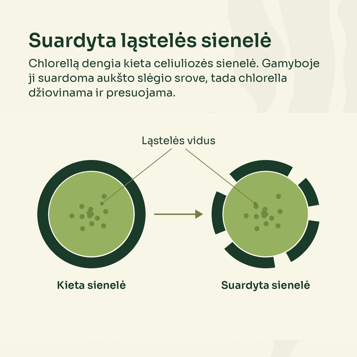 Suardyta chlorellos ląstelės sienelė – schema