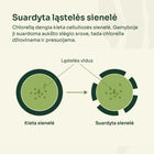 Suardyta chlorellos ląstelės sienelė – schema
