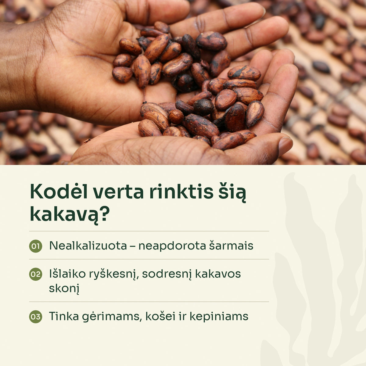 Delnuose kakavos pupelės – kodėl verta rinktis nealkalizuotą kakavą